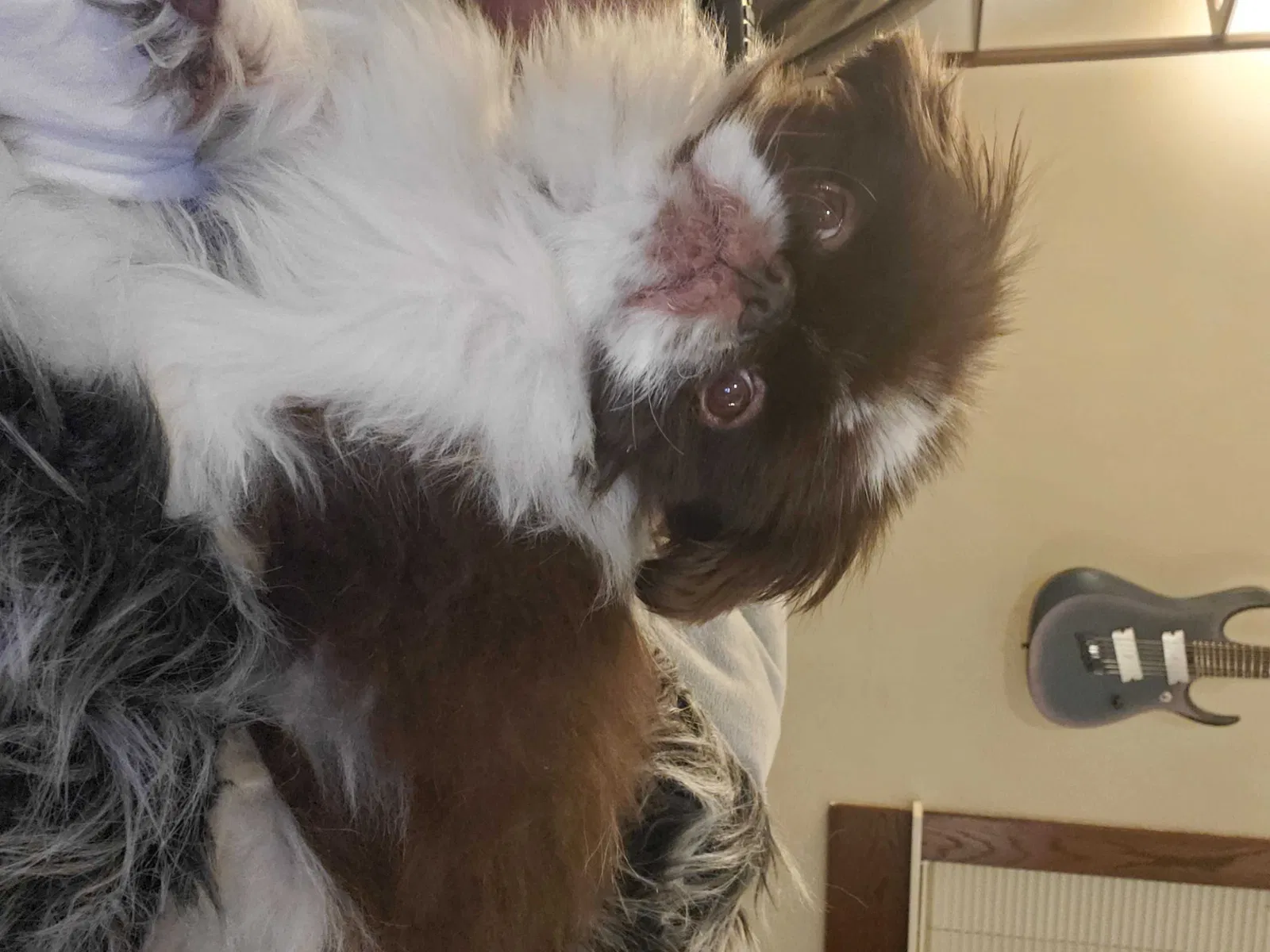 Lost dog in Westland, MI, 48186