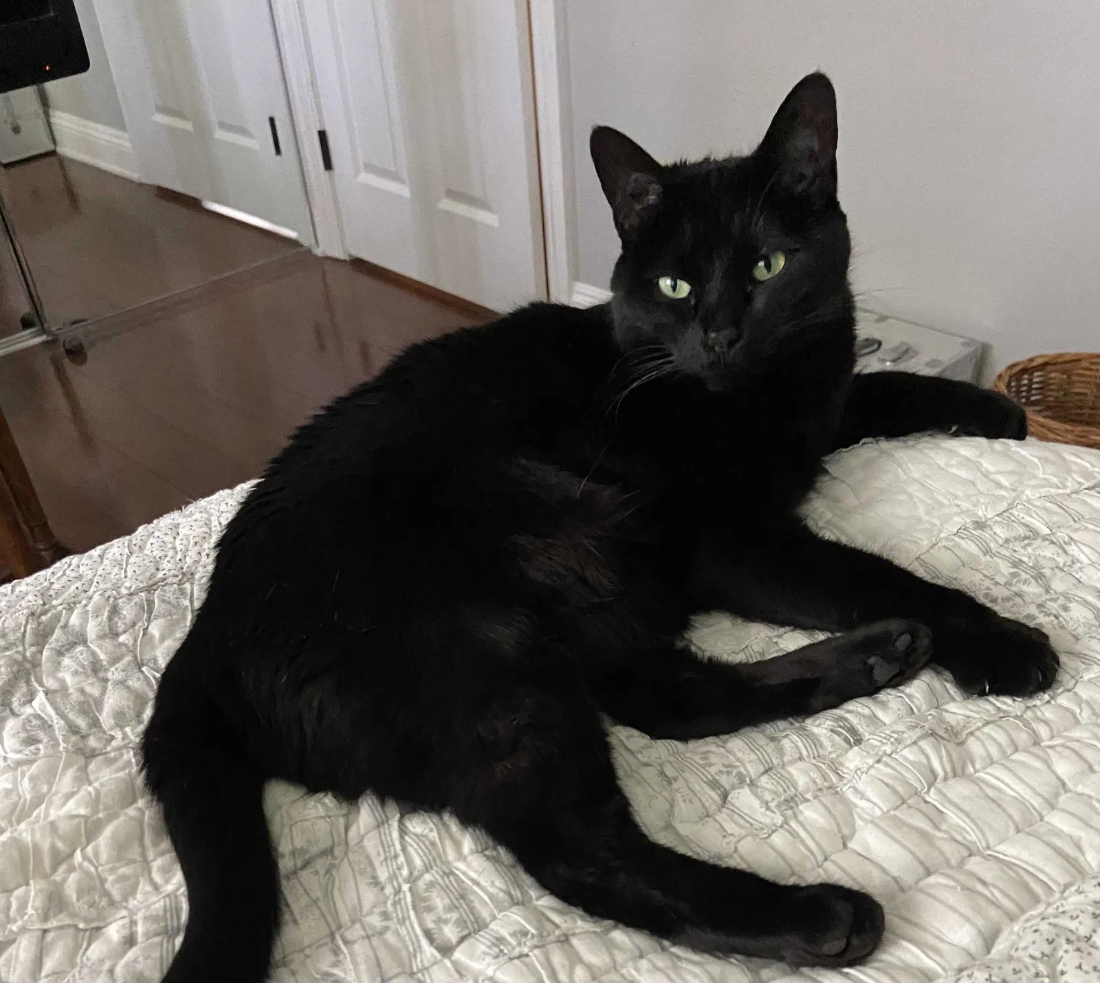 Lost cat in Cypress, CA, 90630