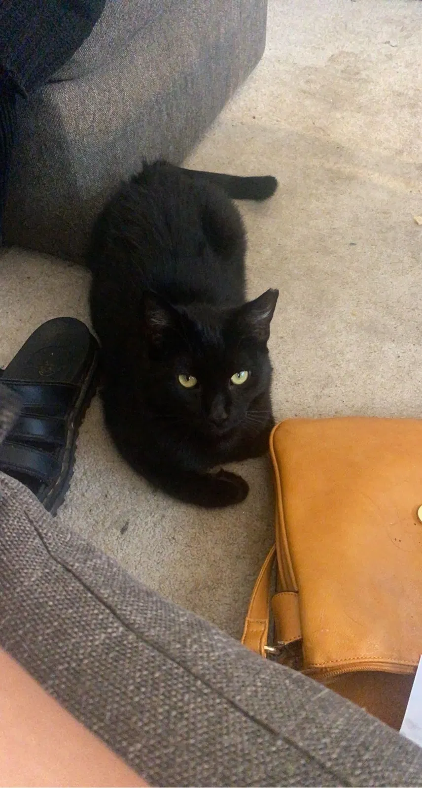 Lost cat in Alexandria, VA, 22312