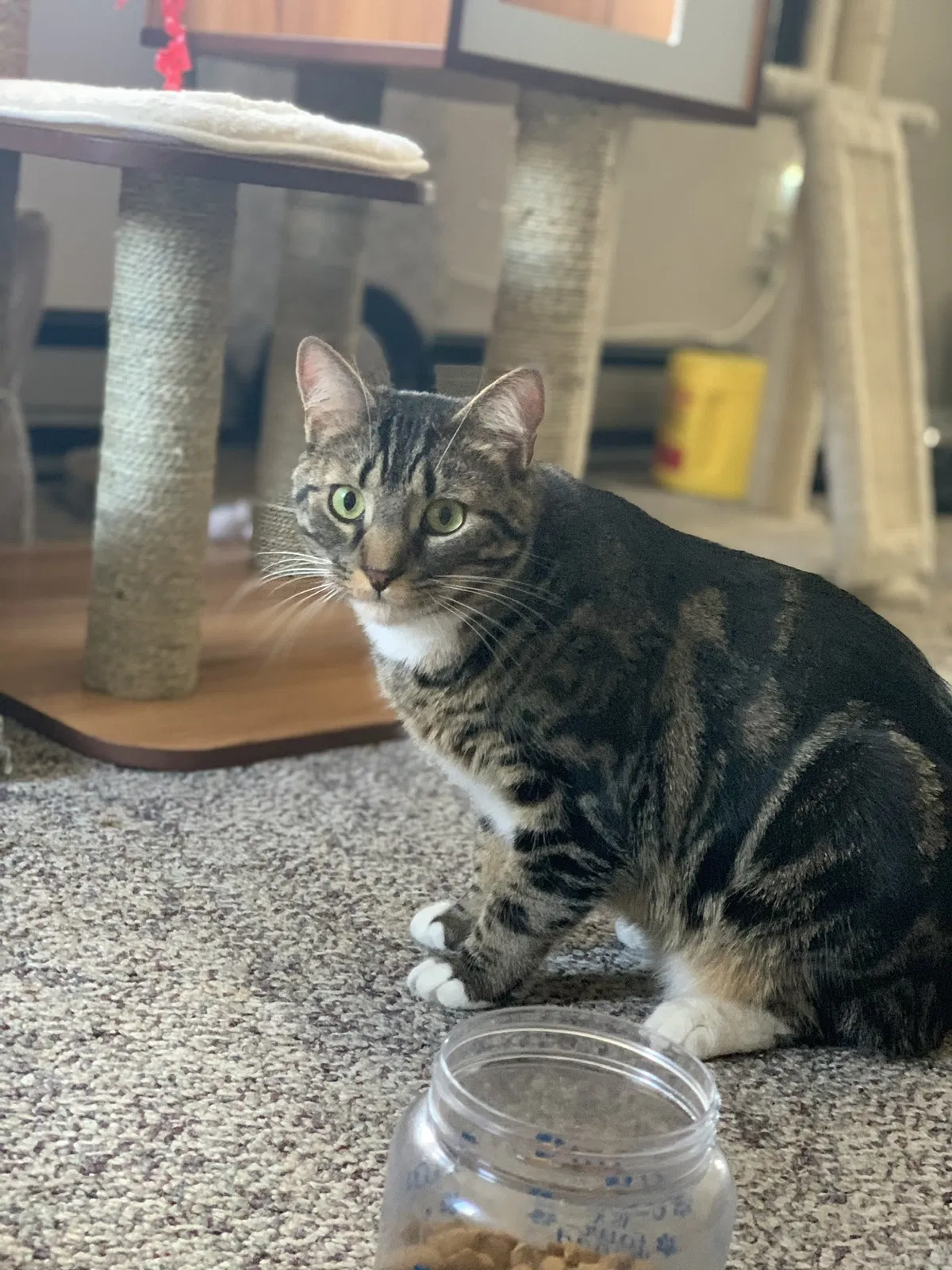 Lost cat in Fitchburg, MA, 1420
