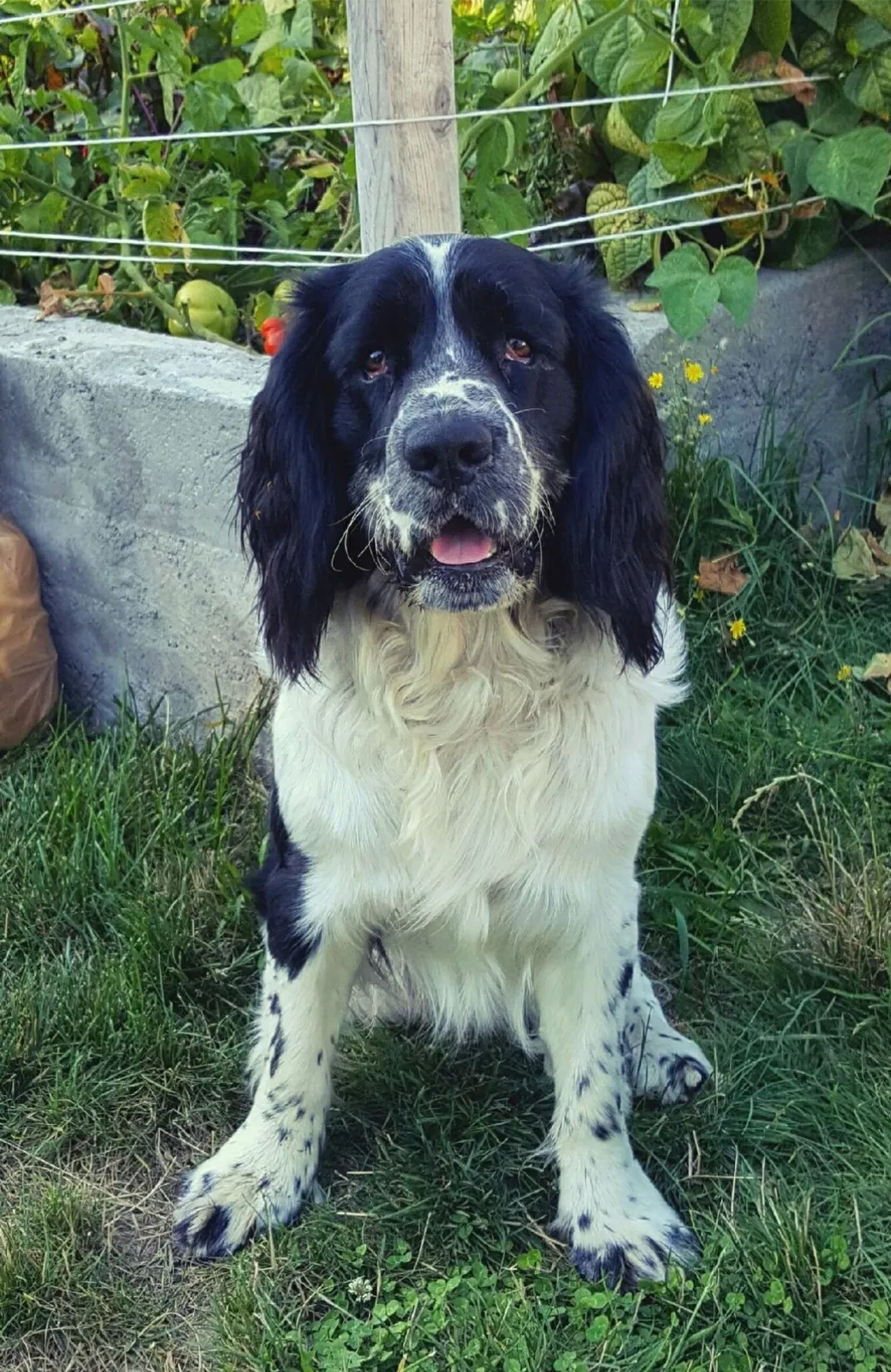 Lost dog in Nixa, MO, 65714