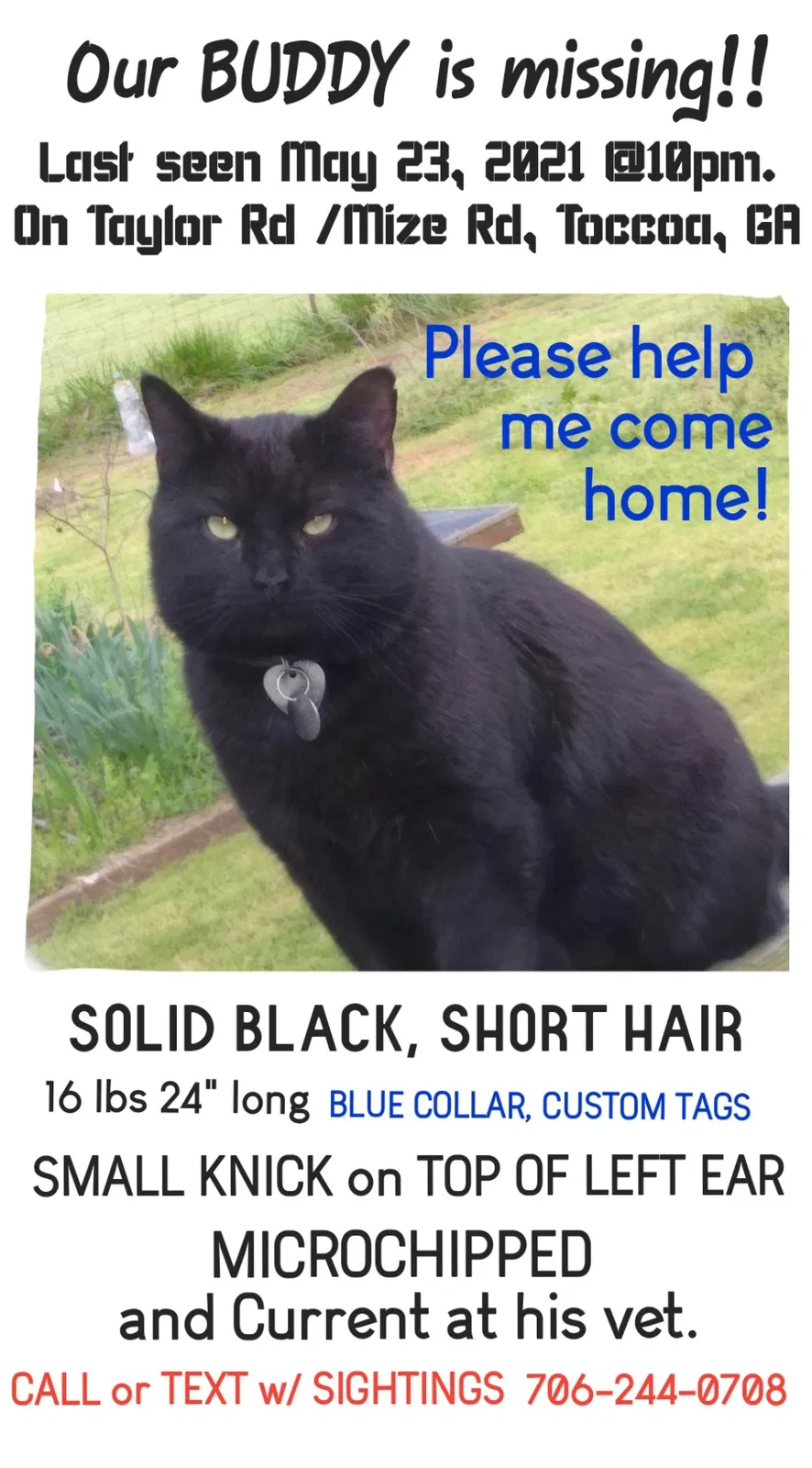 Lost cat in Toccoa, GA, 30577