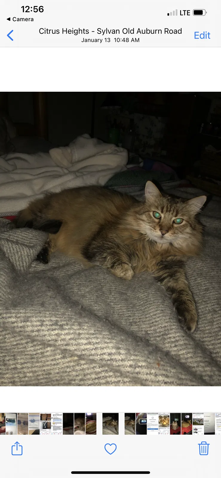 Lost cat in Loveland, CO, 80538