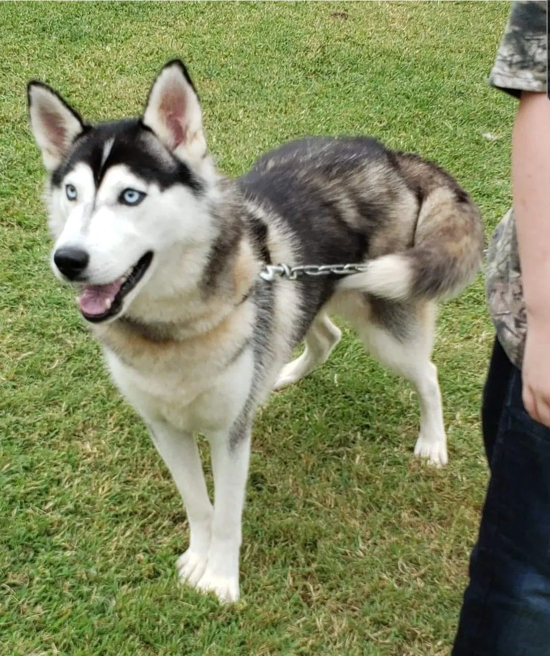 Lost dog in Mayodan, NC, 27027