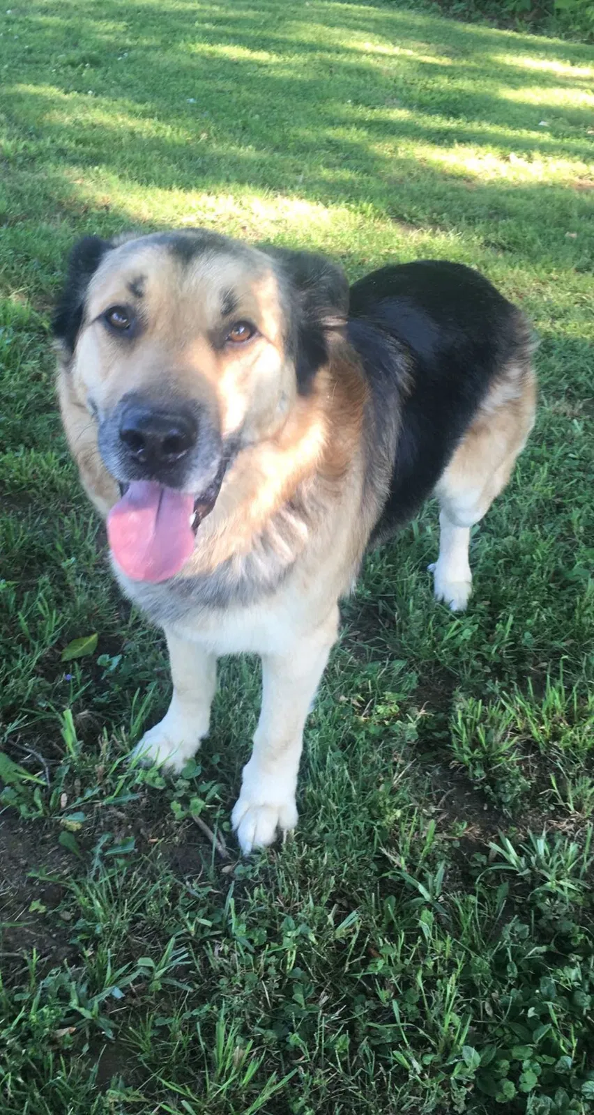 Lost dog in New Concord, OH, 43762