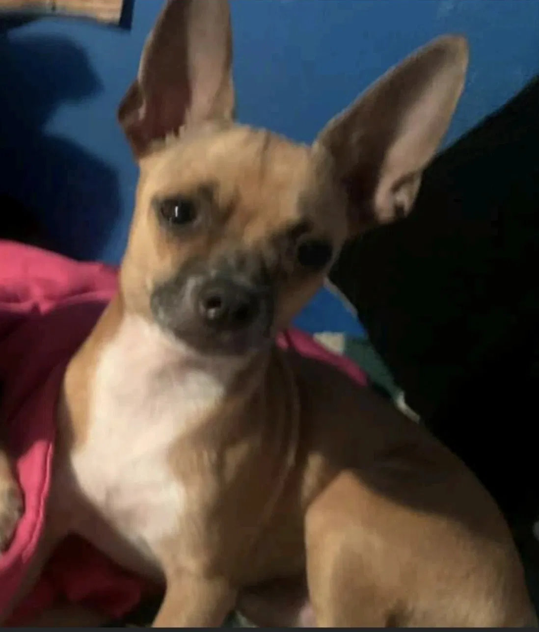 Lost dog in Edinburg, TX, 78542