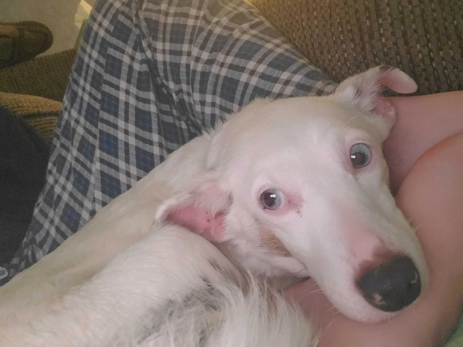 Lost dog in Horsham, PA, 19044