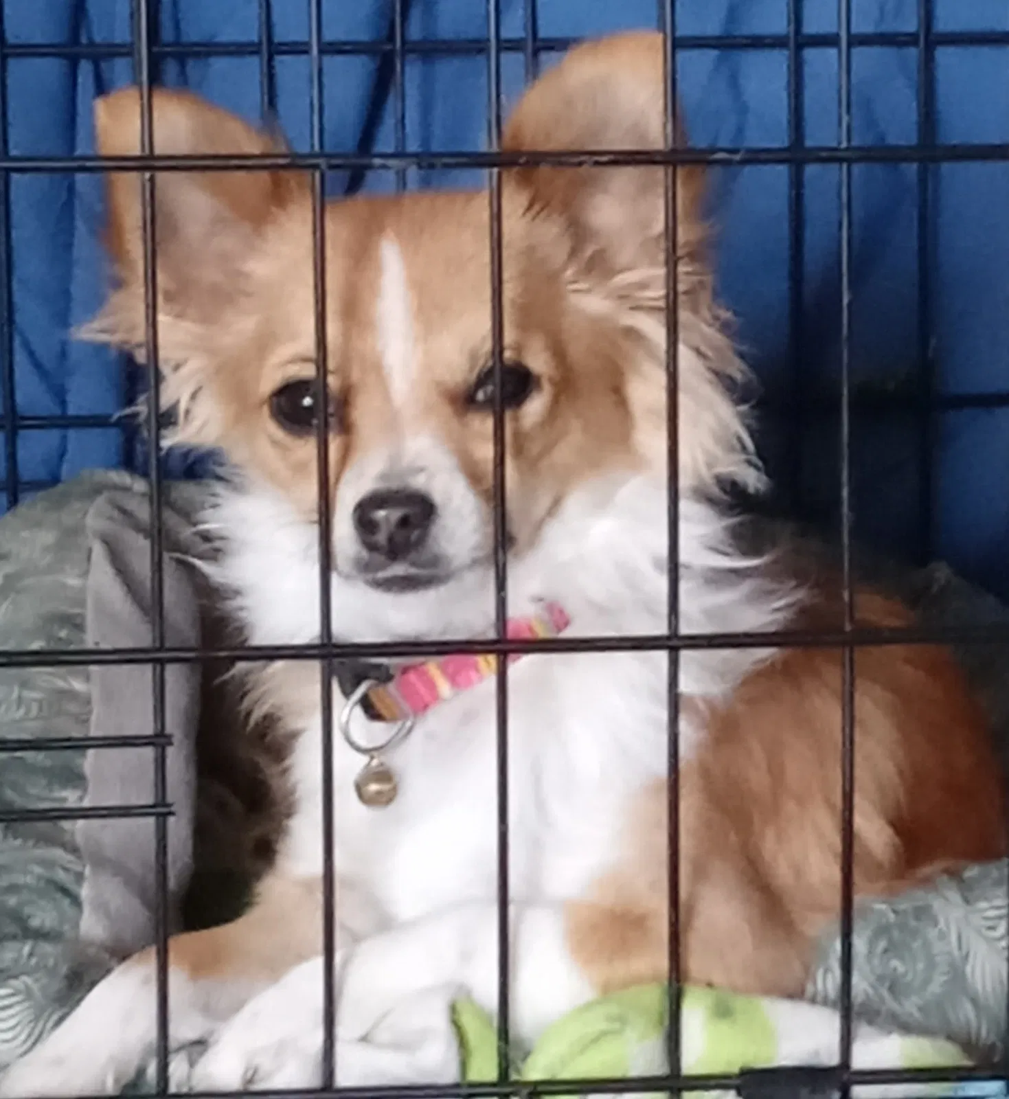 Lost dog in Walsenburg, CO, 81089