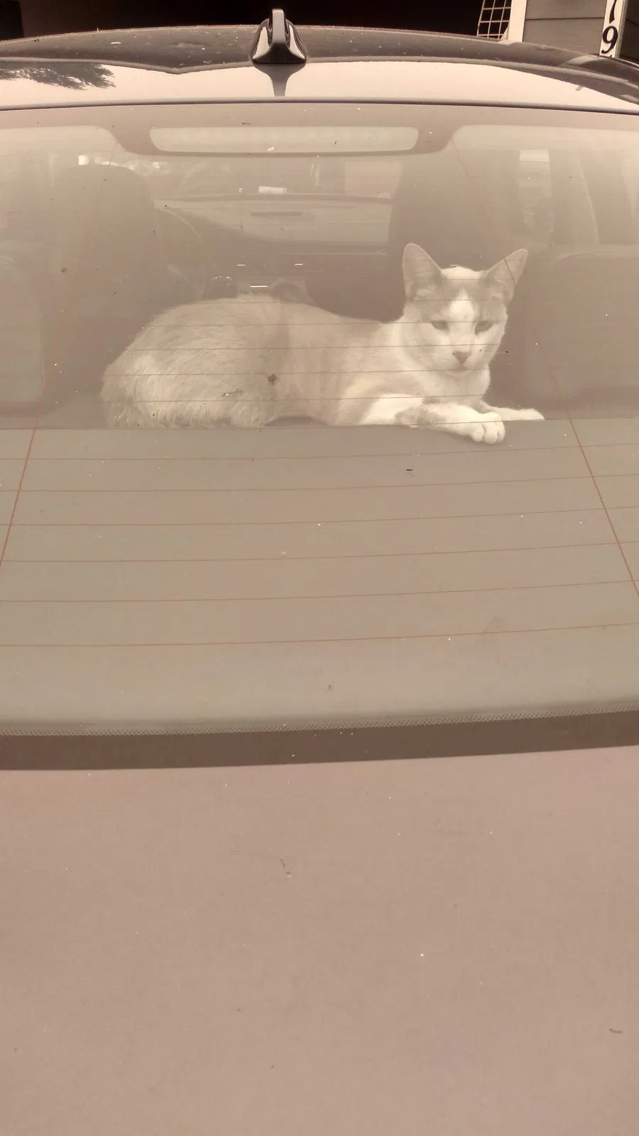 Lost cat in Turner, OR, 97392