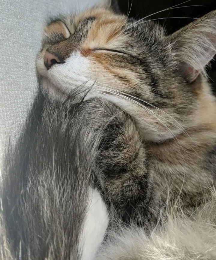 Lost cat in Memphis, TN, 38108