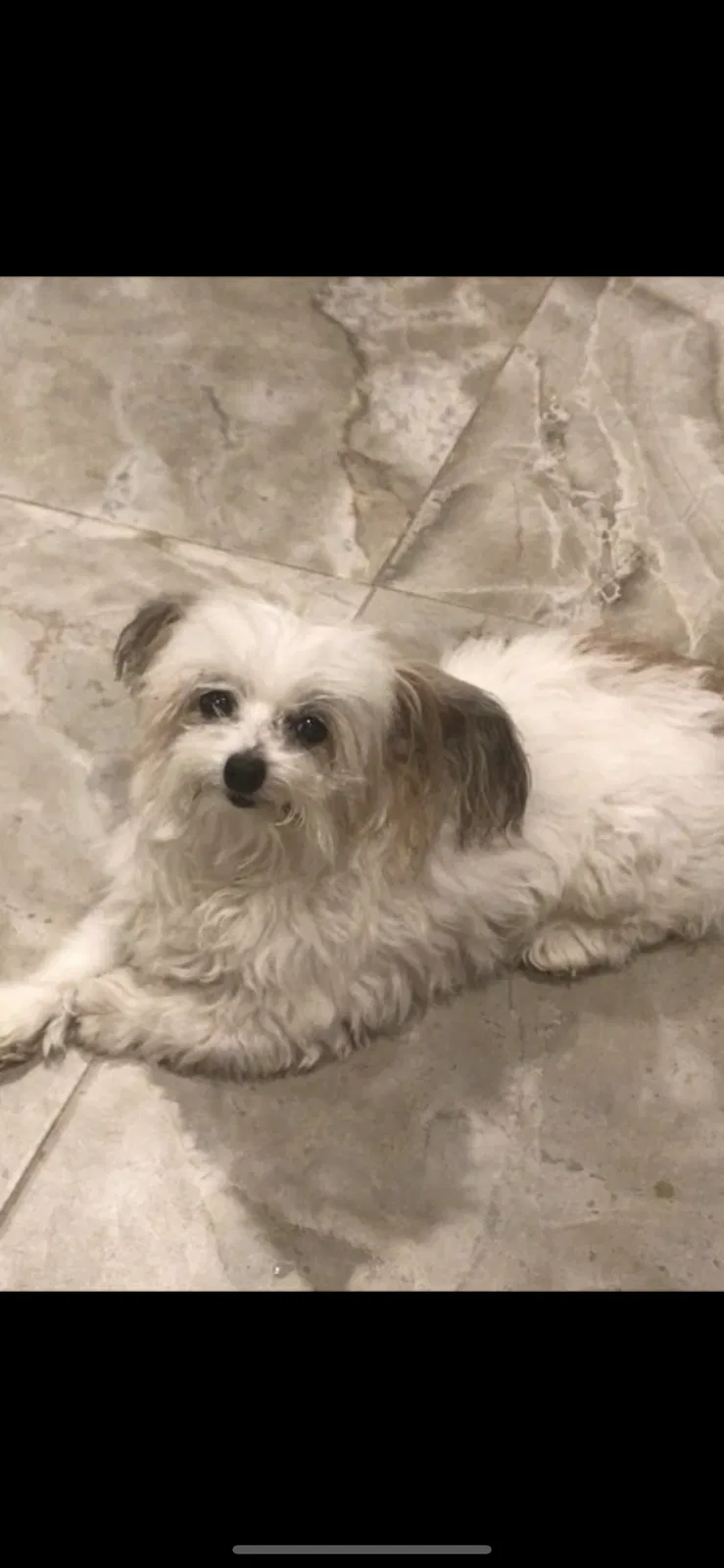 Lost dog in Port Saint Lucie, FL, 34983