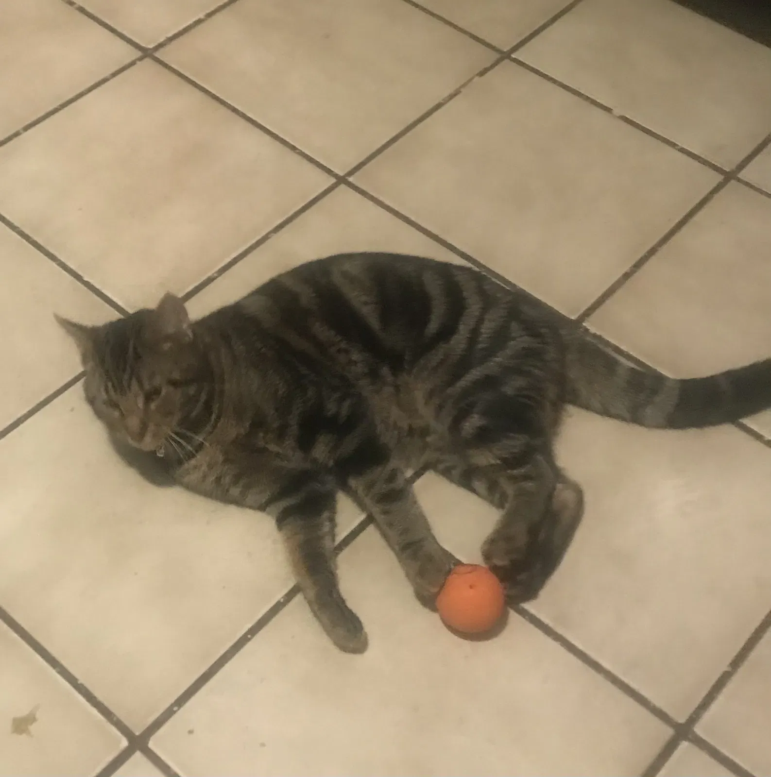 Lost cat in Elmhurst, NY, 11373