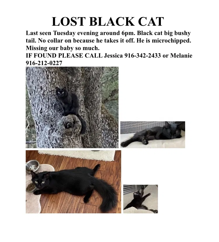 Lost cat in Orangevale, CA, 95662