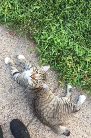 Lost cat in Woodbridge, VA, 22193
