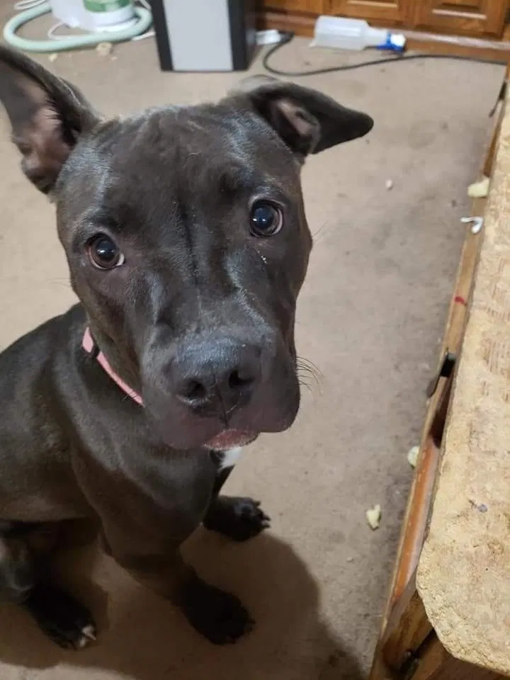Lost dog in Lawton, OK, 73507