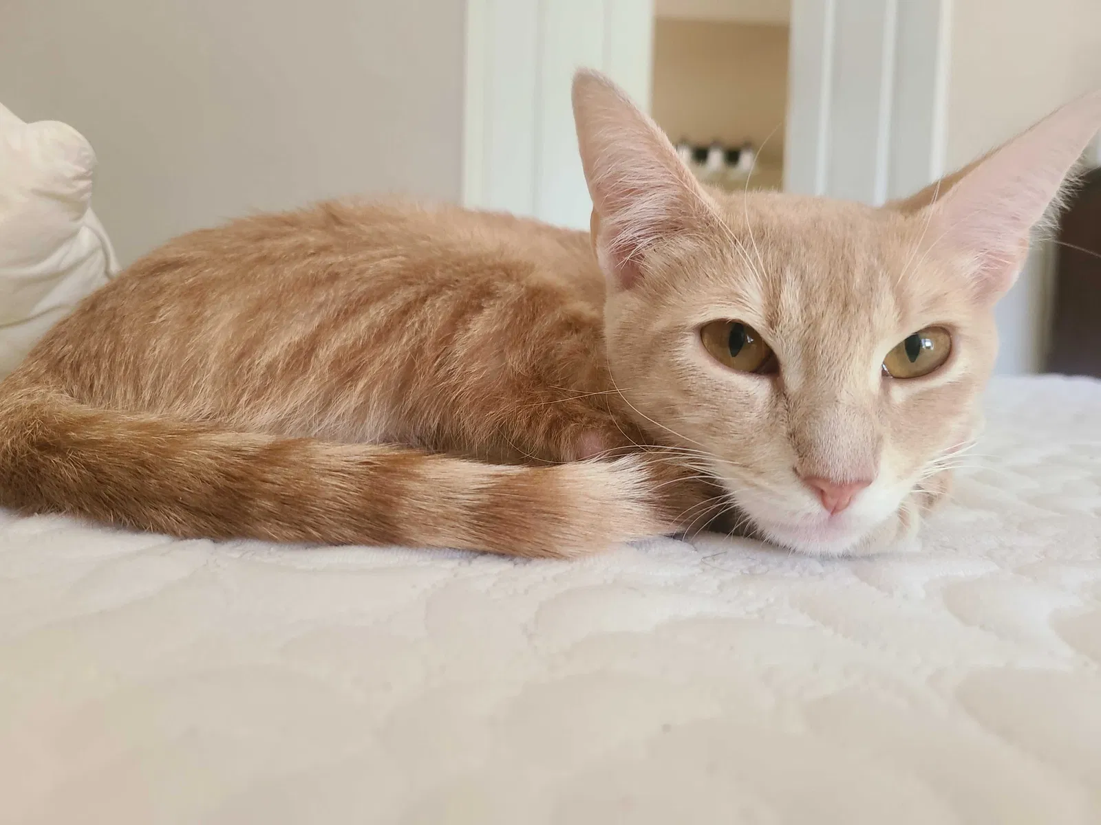Lost cat in Denton, TX, 76210