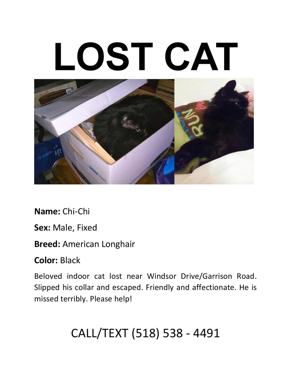 Lost cat in Queensbury, NY, 12804