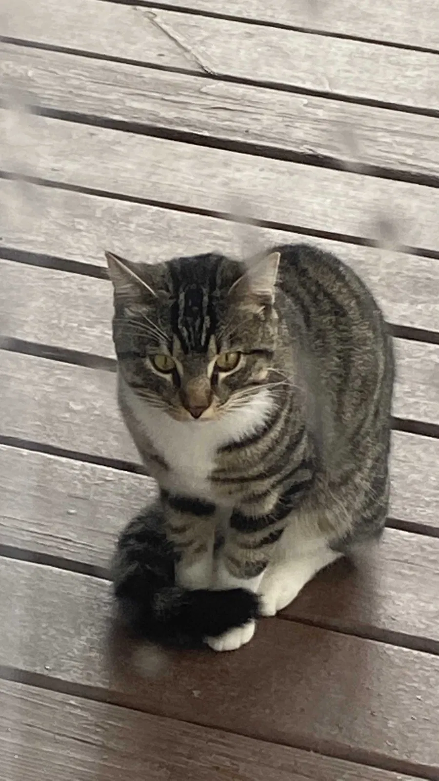 Lost cat in Plainfield, IL, 60586