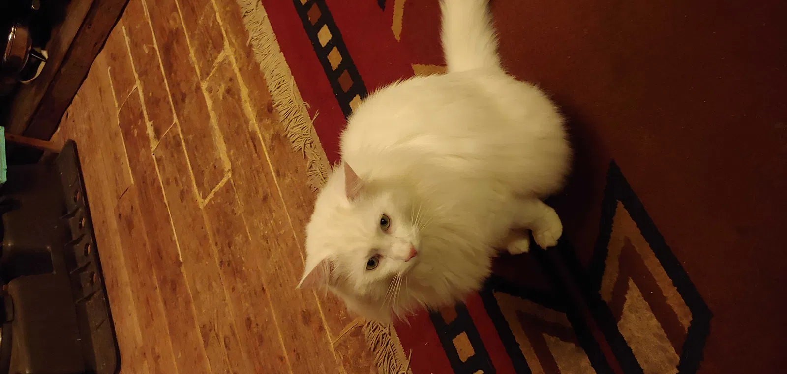 Lost cat in Falls City, OR, 97344