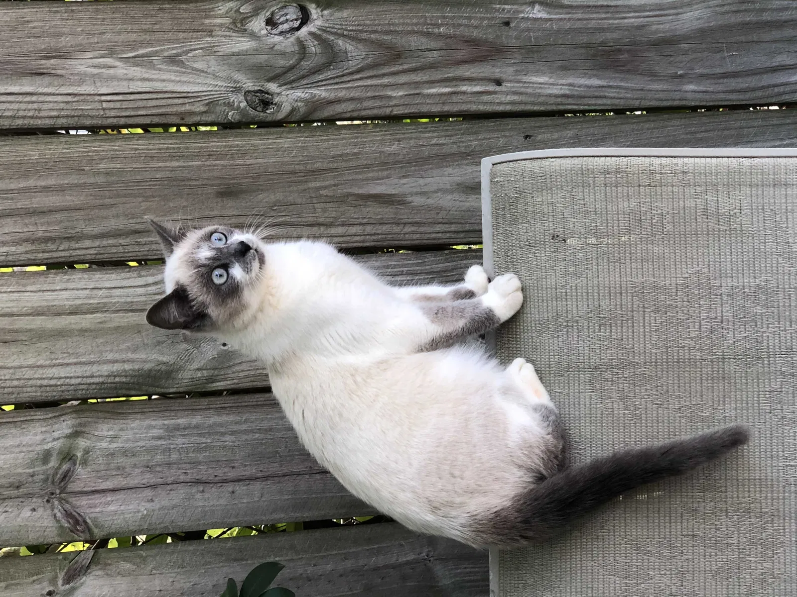 Lost cat in Orange Beach, AL, 36561