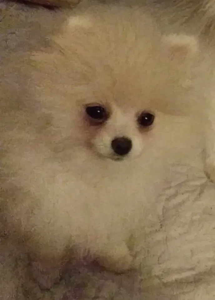 Lost dog in Sacramento, CA, 95838