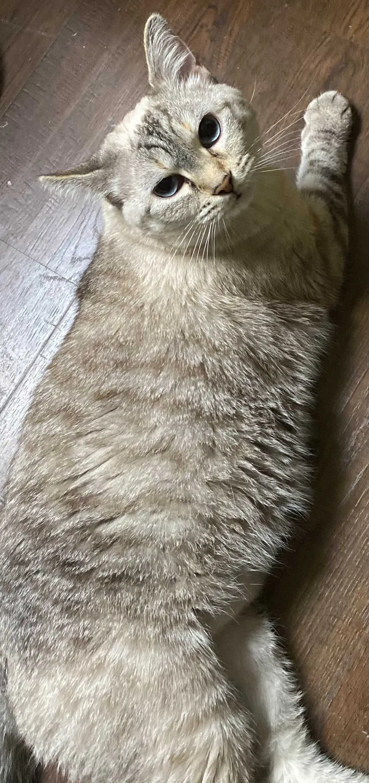 Found cat in Ponchatoula, LA, 70454