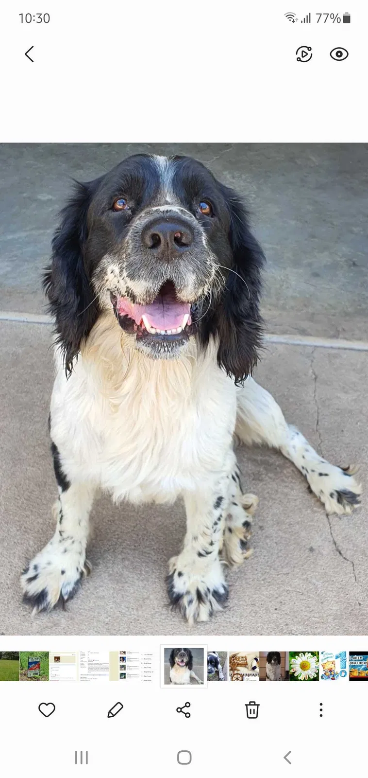 Lost dog in Nixa, MO, 65714
