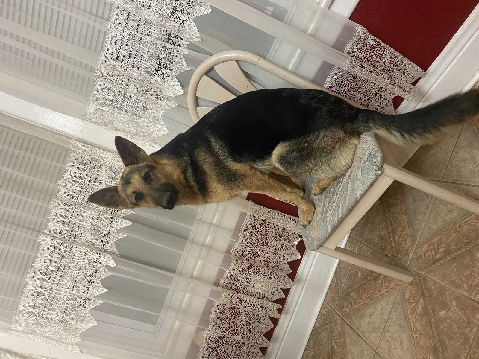 Lost dog in Kansas City, MO, 64124