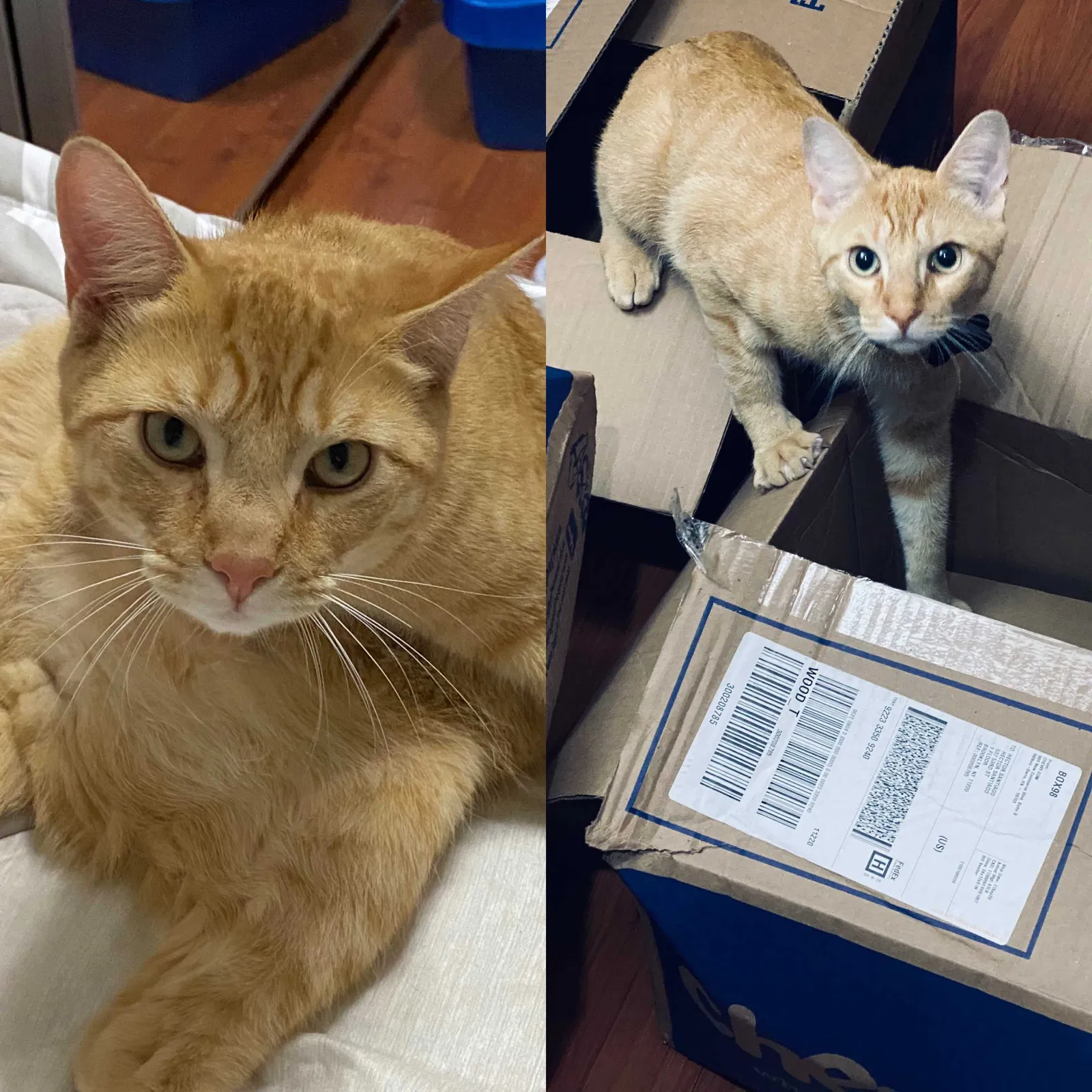 Lost cat in Brooklyn, NY, 11220