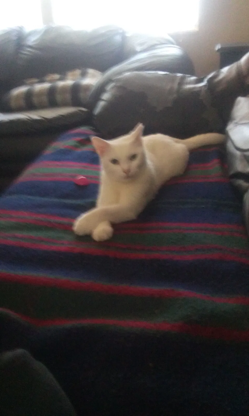 Lost cat in Tampa, FL, 33612