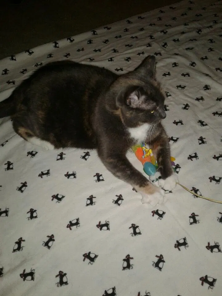 Lost cat in Roseville, MI, 48066