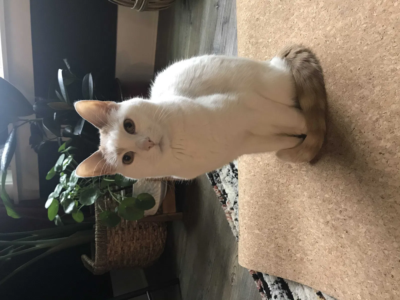 Lost cat in Charlotte, NC, 28205
