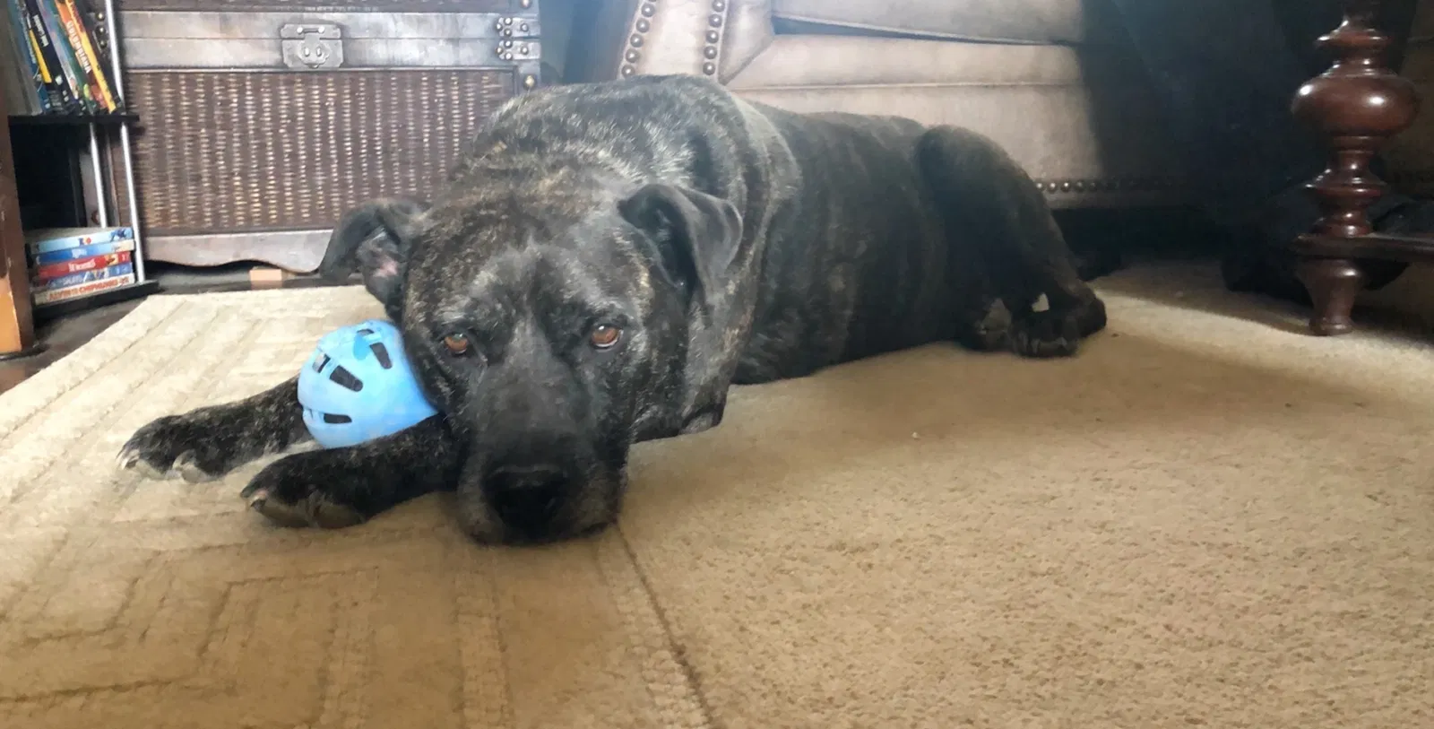 Lost dog in Lone Tree, CO, 80124