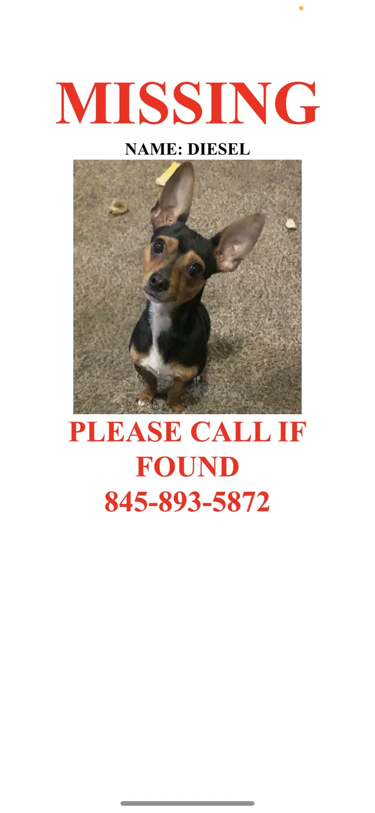 Lost dog in Brooklyn, NY, 11208