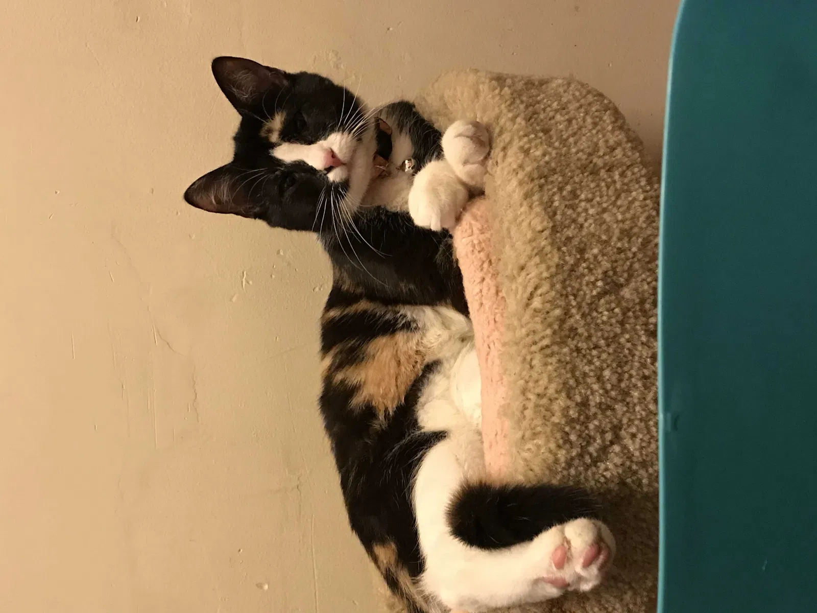Lost cat in Hartford, CT, 6120