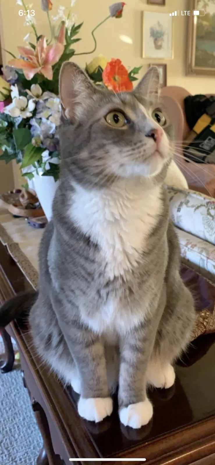 Lost cat in Springfield, MO, 65807