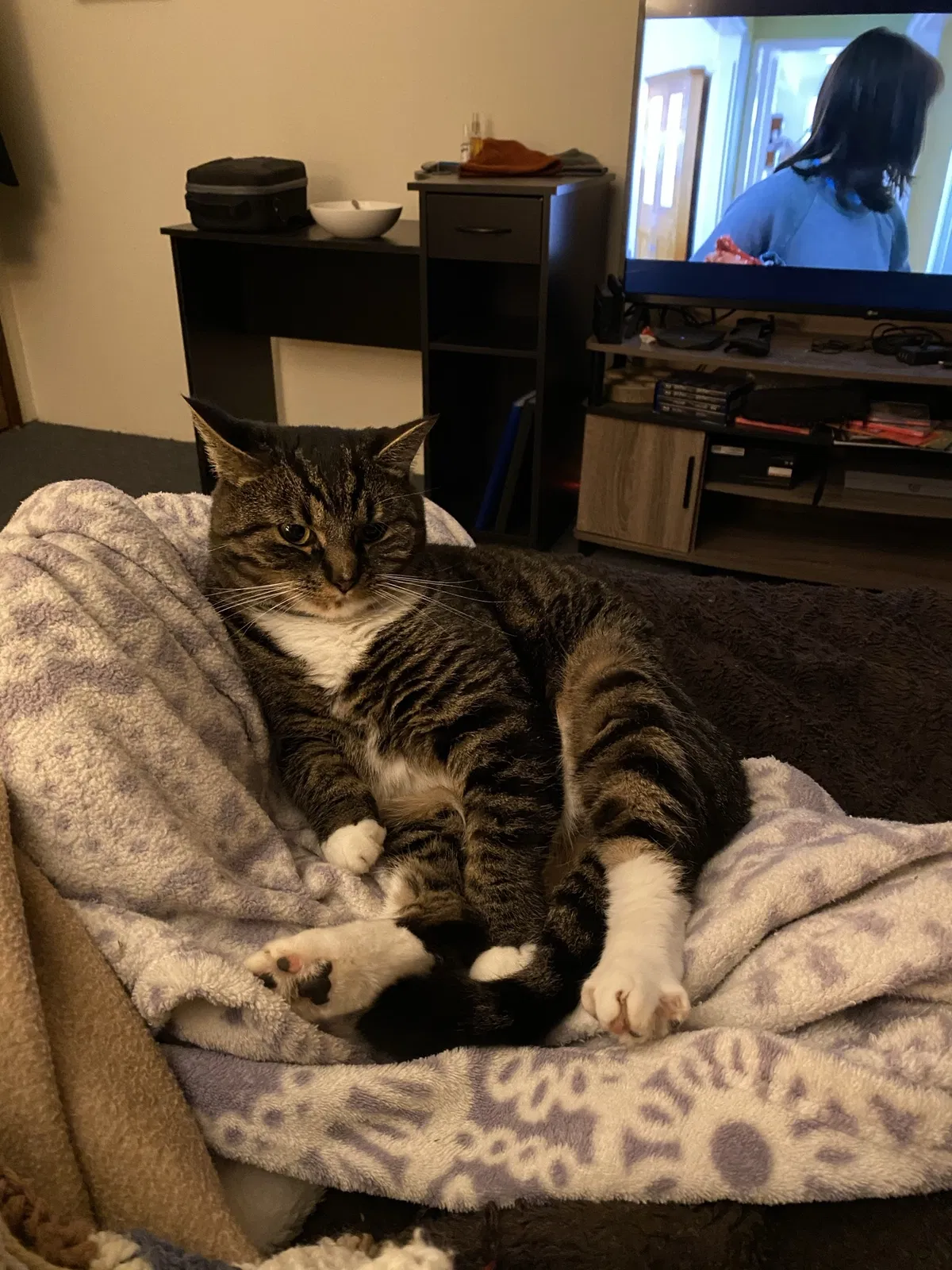 Lost cat in Olympia, WA, 98502