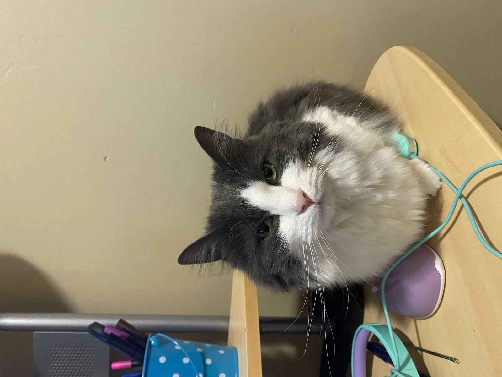Lost cat in Unknown, UT, 84009