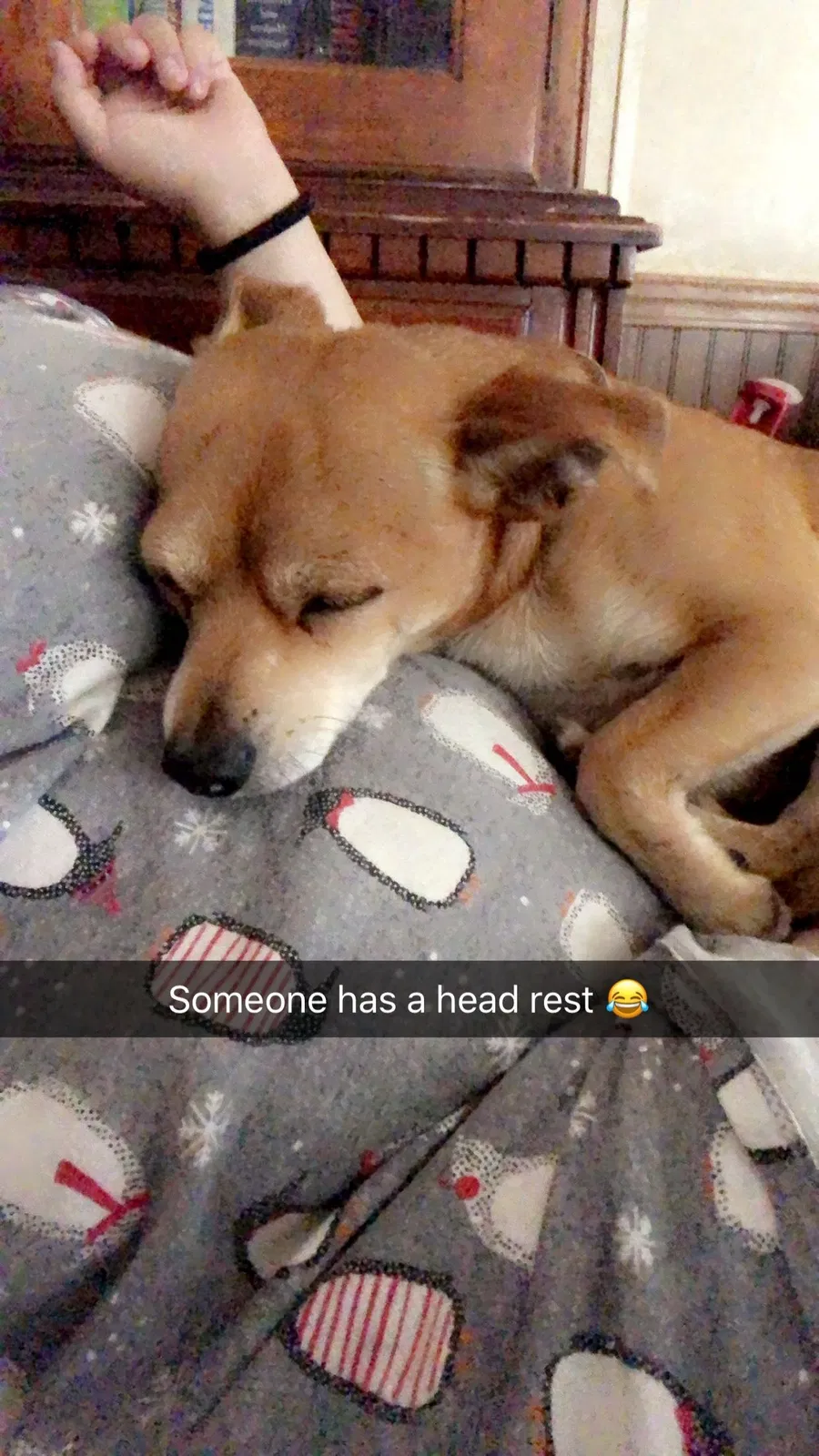 Lost dog in Murfreesboro, TN, 37129