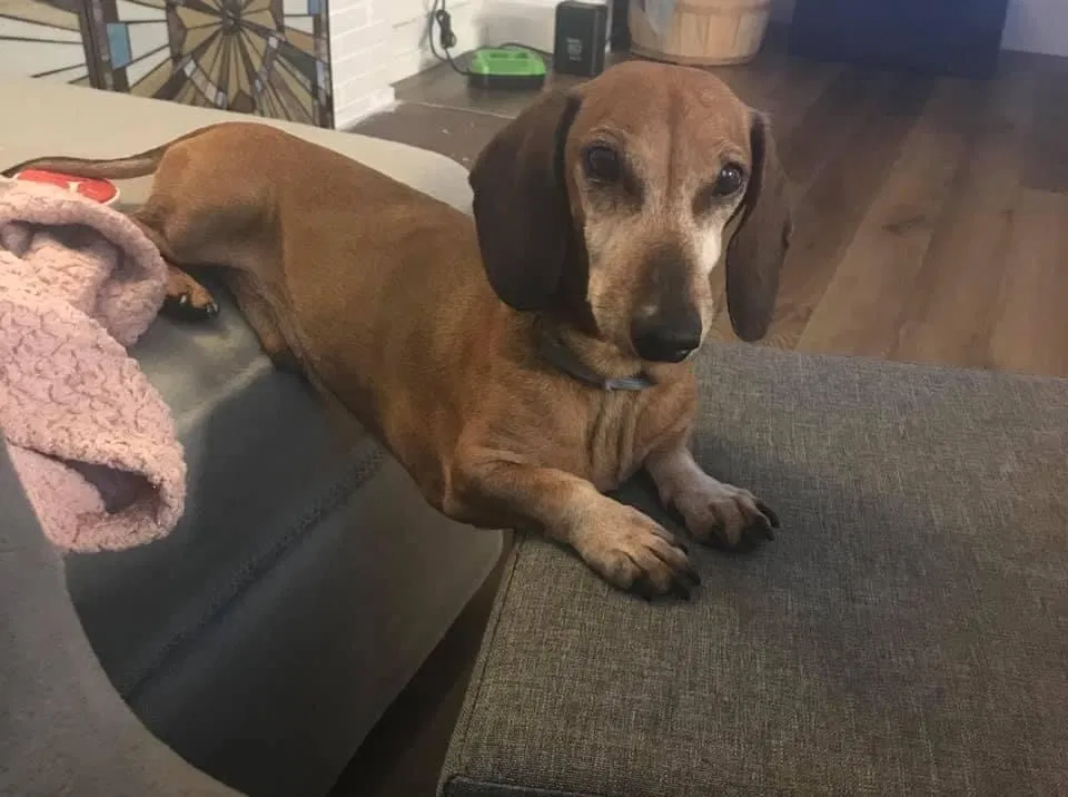Lost dog in Rock Hill, SC, 29730