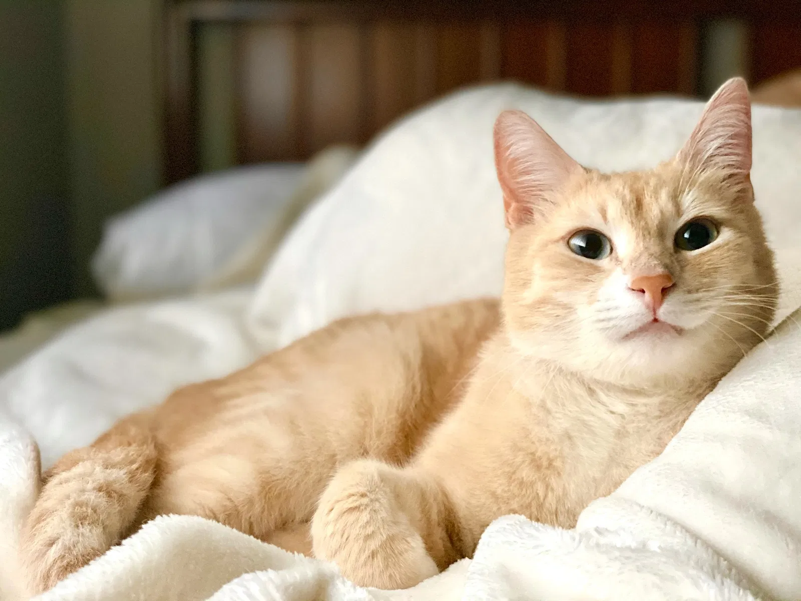 Lost cat in Snohomish, WA, 98290