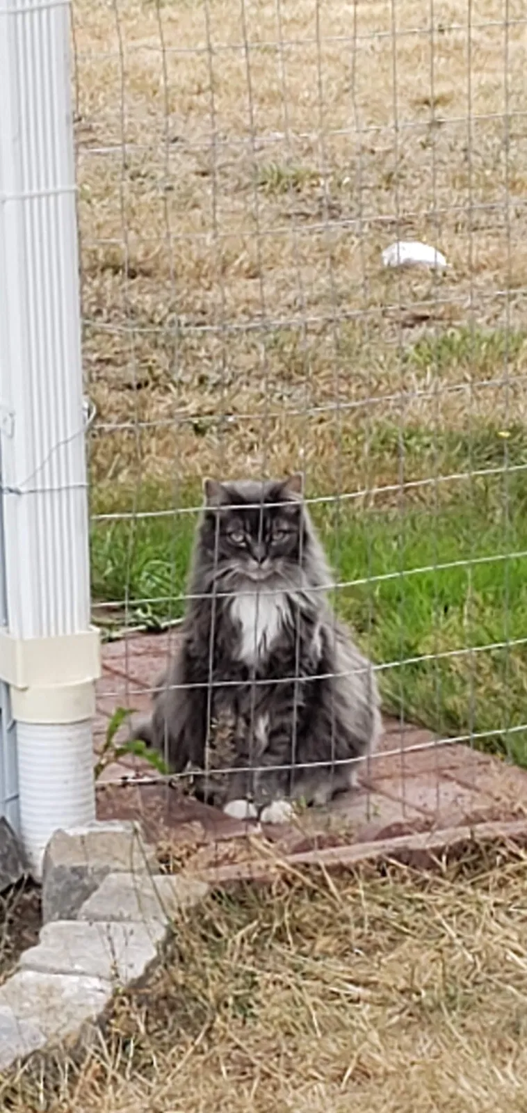 Lost cat in Spanaway, WA, 98387