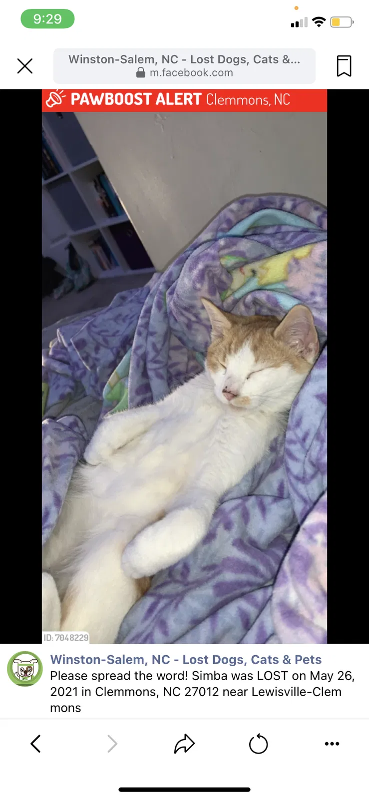 Lost cat in Clemmons, NC, 27012