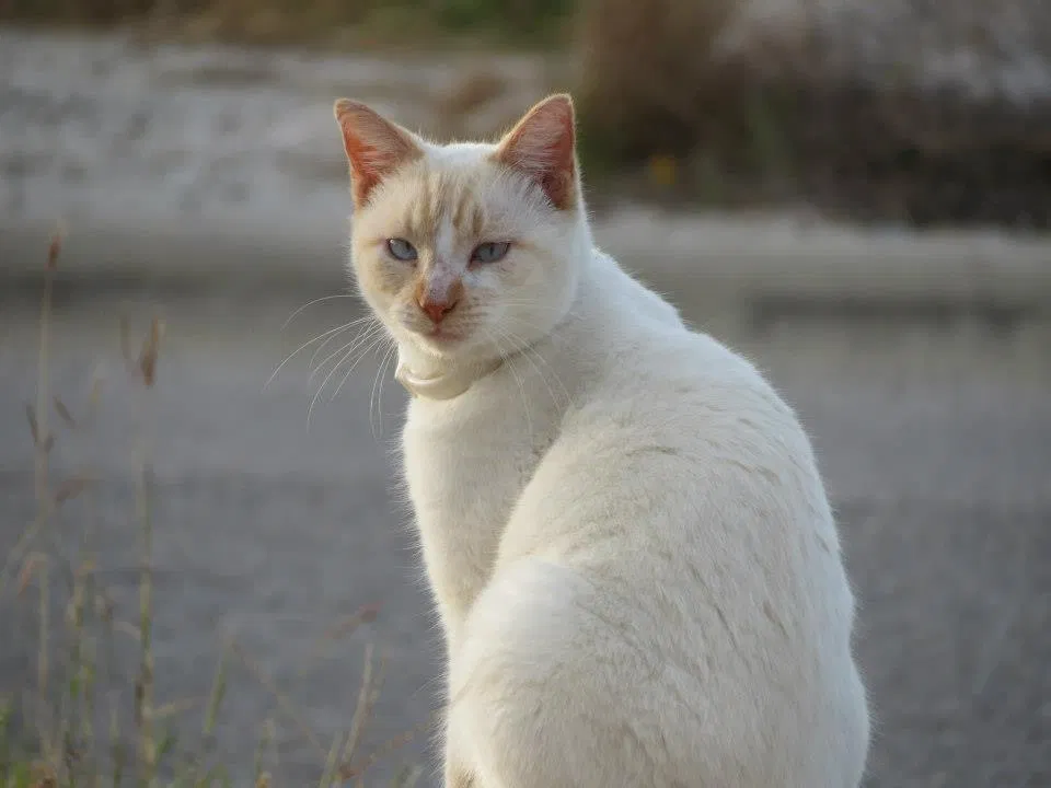 Lost cat in Corpus Christi, TX, 78414