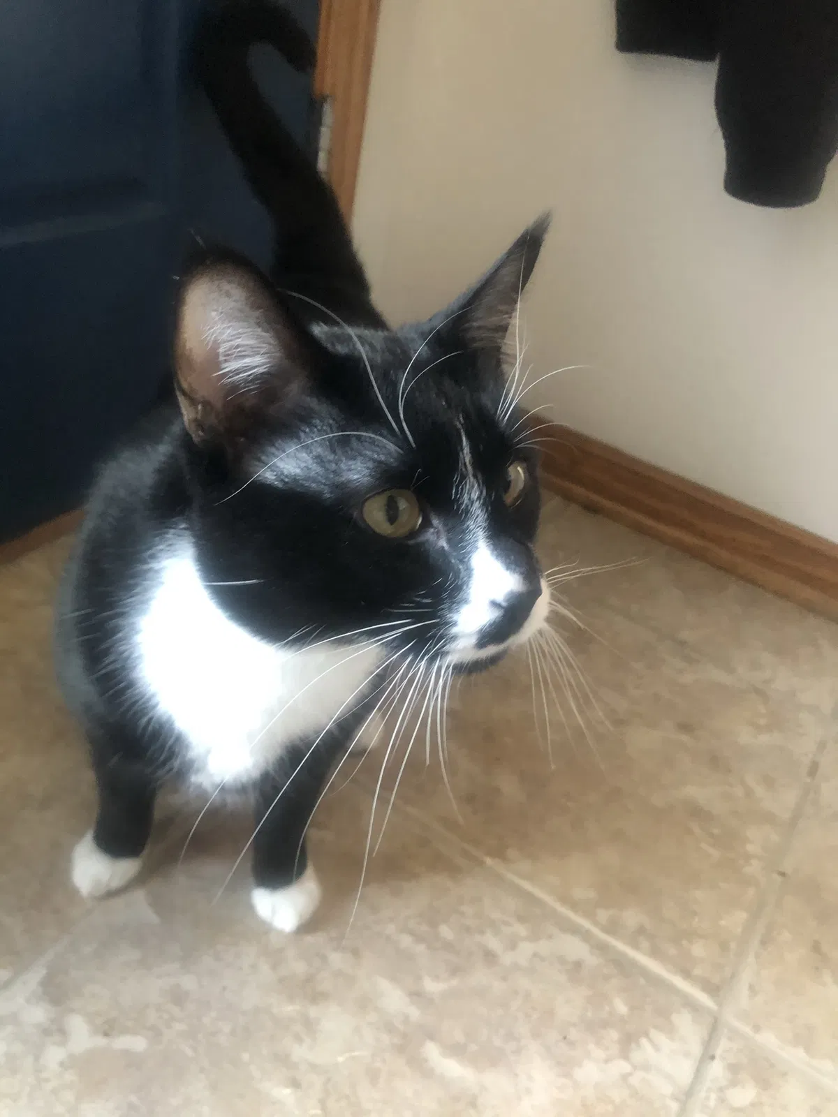 Lost cat in Council Bluffs, IA, 51503