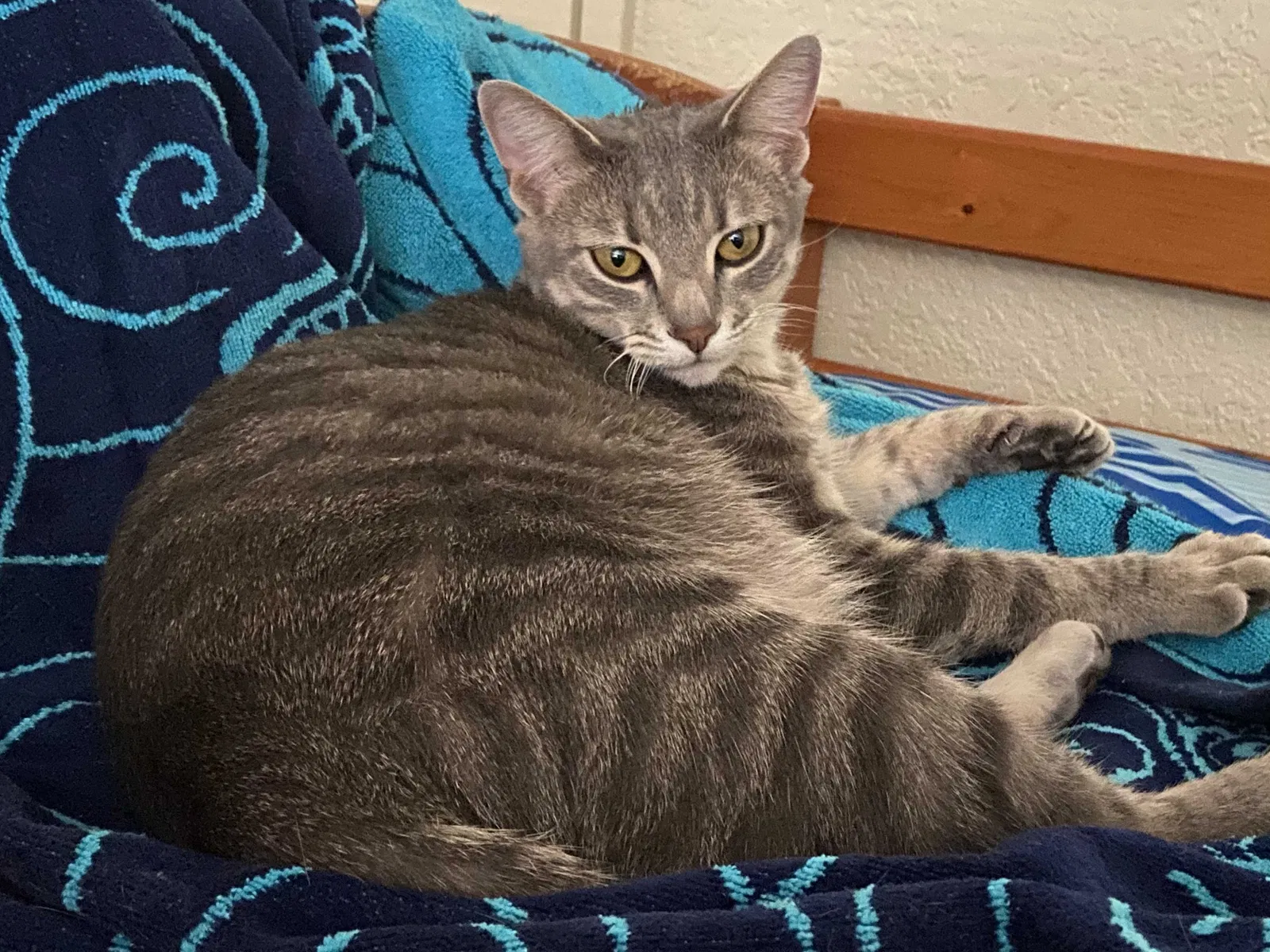 Lost cat in Rancho Cordova, CA, 95670