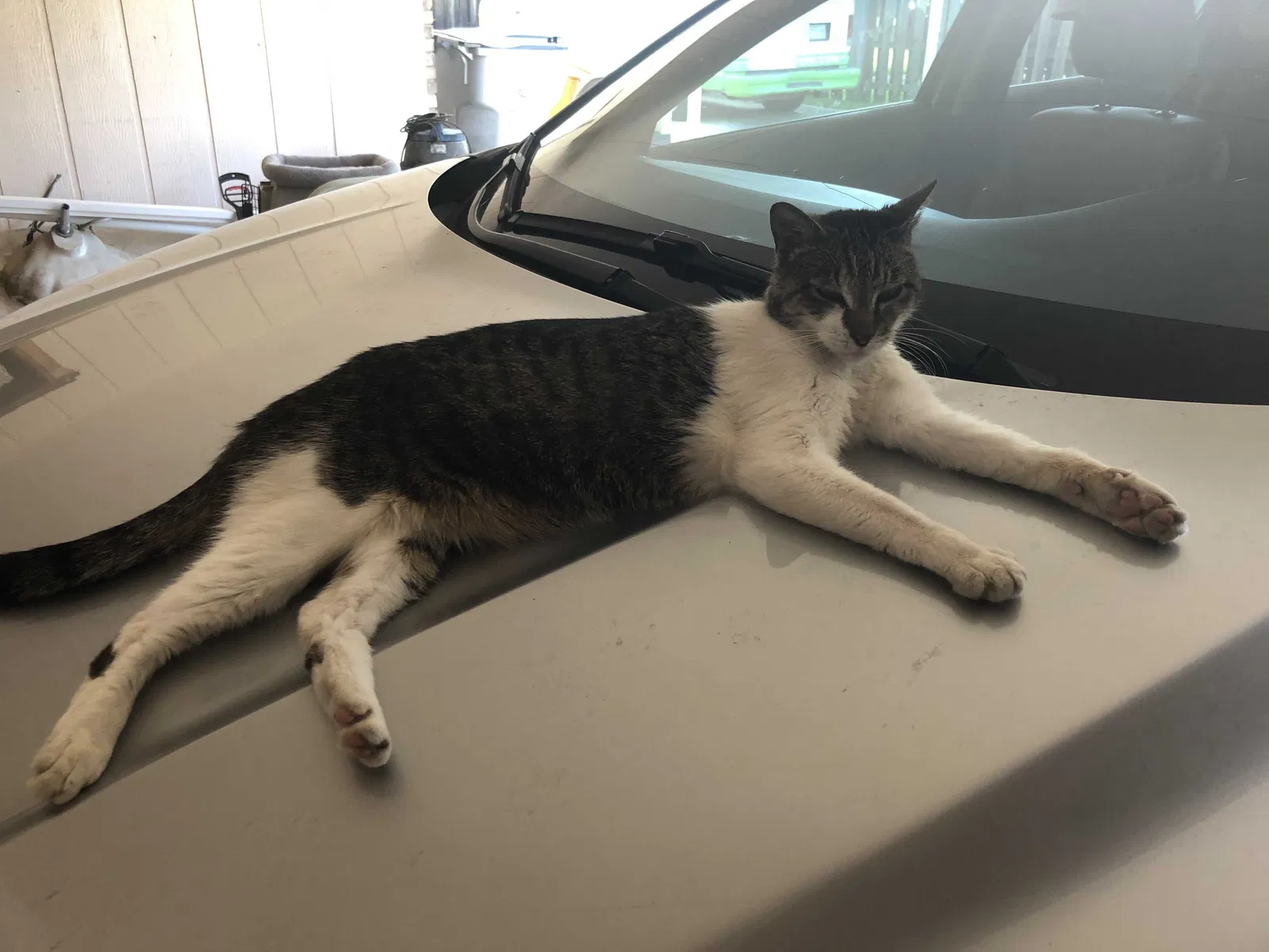 Lost cat in Baker, LA, 70714