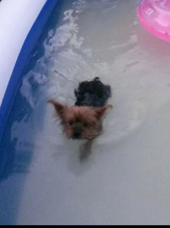 Lost dog in Brooksville, FL, 34614