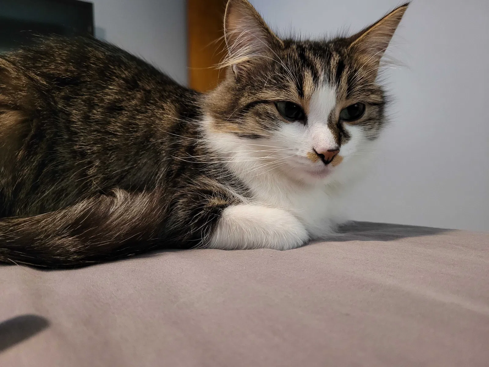 Lost cat in Cleveland, OH, 44129