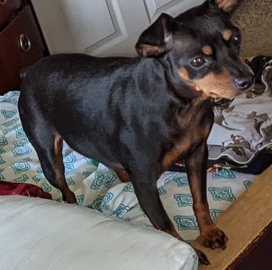 Lost dog in Campbell, OH, 44405